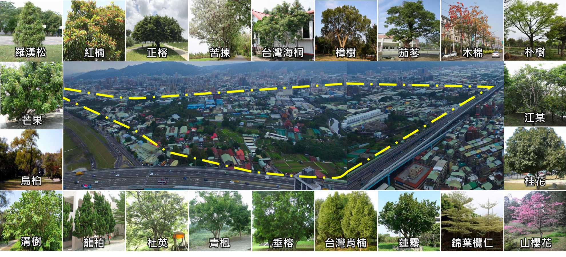 課題一 / 區內樹木移植構 課題一 / 區內樹木移植構