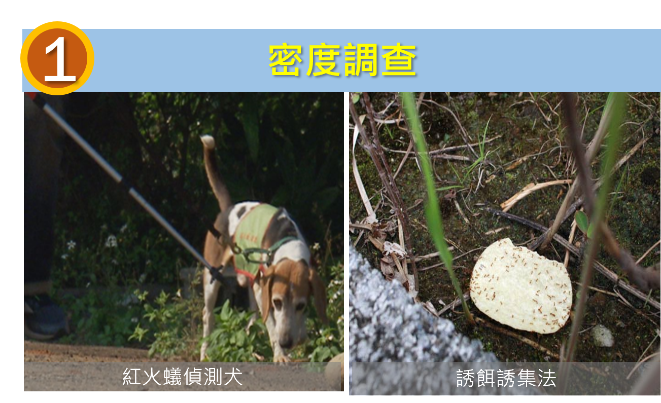 課題五 / 紅火蟻防治