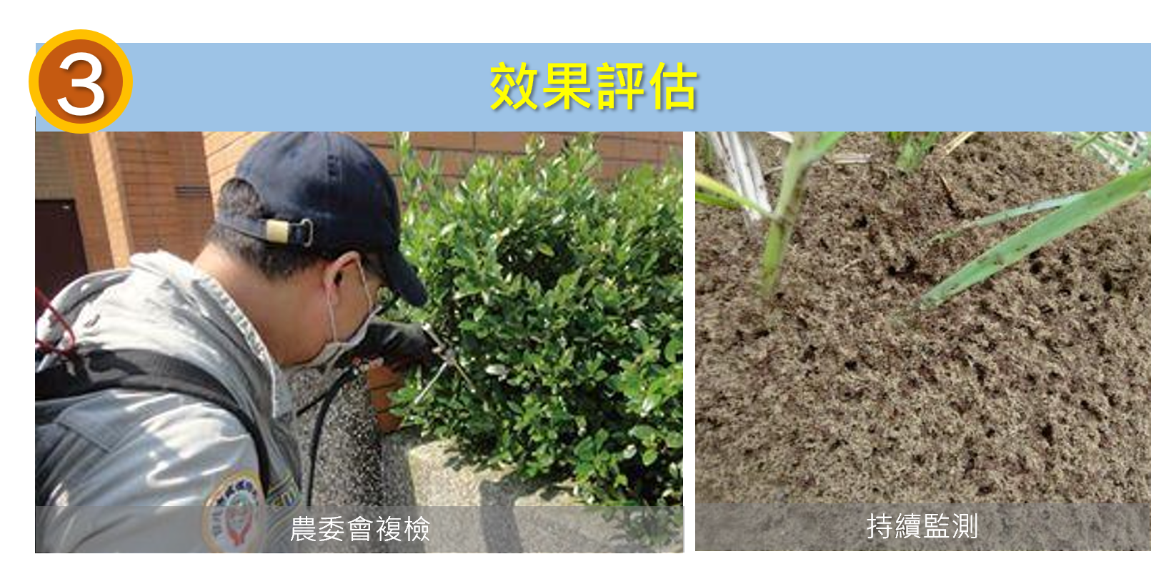 課題五 / 紅火蟻防治