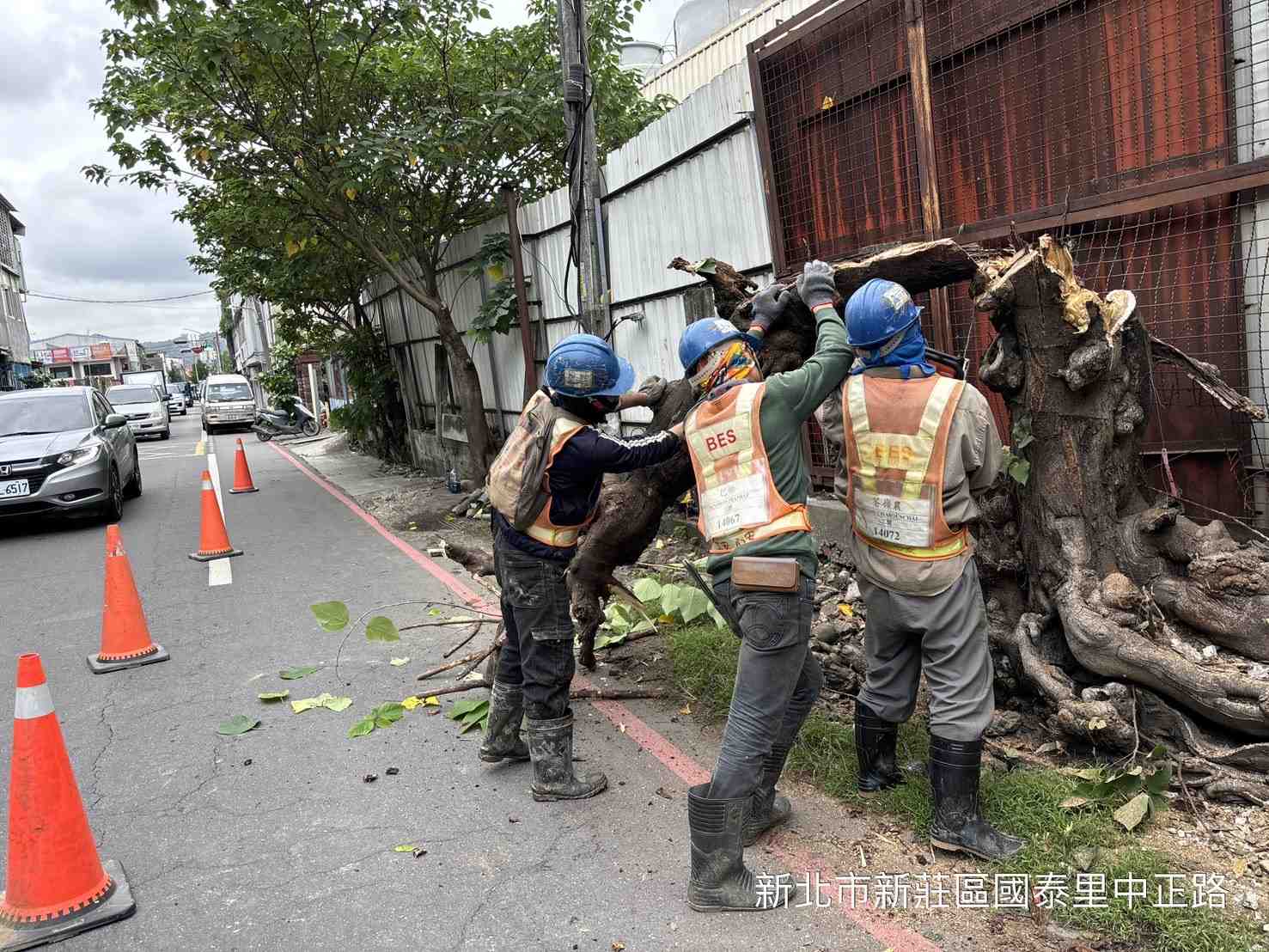 1107-整地土方工程、道路工程、排水工程、共管工程程及管理維護(勤前教育)/景德路路樹、圍籬施工處理