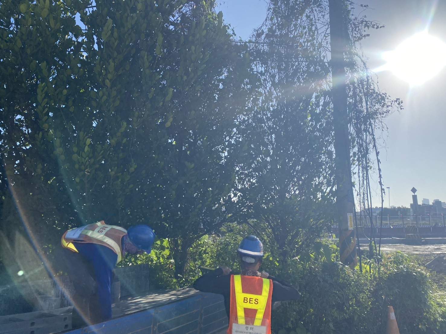 1116 整地土方工程、道路工程、排水工程、污水工程、共管工程、圍籬工程、機電工程及管理維護/樹木修剪(照明改善) 1116 整地土方工程、道路工程、排水工程、污水工程、共管工程、圍籬工程、機電工程及管理維護/樹木修剪(照明改善)